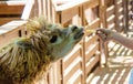 close-up of a girl feeding a llama from her hands. Royalty Free Stock Photo