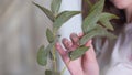 Close-up: girl florist holding a branch of eucalyptus