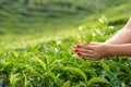 Close-up, the girl gently collects the top leaves of tea from green bushes high in the mountains. Tea Valley tea production Royalty Free Stock Photo