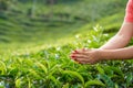 Close-up, the girl gently collects the top leaves of tea from green bushes high in the mountains. Tea Valley tea production Royalty Free Stock Photo