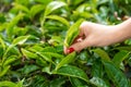 Close-up, the girl gently collects the top leaves of tea from green bushes high in the mountains. Tea Valley tea production Royalty Free Stock Photo