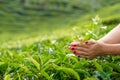 Close-up, the girl gently collects the top leaves of tea from green bushes high in the mountains. Tea Valley tea production Royalty Free Stock Photo