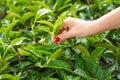 Close-up, the girl gently collects the top leaves of tea from green bushes high in the mountains. Tea Valley tea production Royalty Free Stock Photo