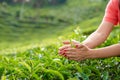 Close-up, the girl gently collects the top leaves of tea from green bushes high in the mountains. Tea Valley tea production Royalty Free Stock Photo