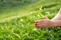 Close-up, the girl gently collects the top leaves of tea from green bushes high in the mountains. Tea Valley tea production Royalty Free Stock Photo