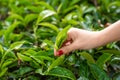 Close-up, the girl gently collects the top leaves of tea from green bushes high in the mountains. Tea Valley tea production Royalty Free Stock Photo