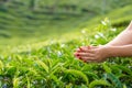 Close-up, the girl gently collects the top leaves of tea from green bushes high in the mountains. Tea Valley tea production Royalty Free Stock Photo