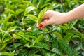 Close-up, the girl gently collects the top leaves of tea from green bushes high in the mountains. Tea Valley tea production Royalty Free Stock Photo