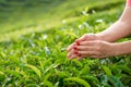 Close-up, the girl gently collects the top leaves of tea from green bushes high in the mountains. Tea Valley tea production Royalty Free Stock Photo