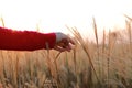 Close up girl hand on grass flower field. scenery scene,feeling freedom Royalty Free Stock Photo