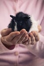 Close up of girl holding pet guinea pig Royalty Free Stock Photo