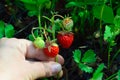 girl holds in her hand an unbroken branch of wild strawberry with ripe and green berries