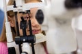 Close up girl looking in ophthalmoscope