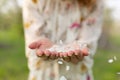 A close-up of a girl palm blows off a handful of white petals that fell from a flowering tree. Attractive young girl with flowers