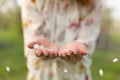 A close-up of a girl palm blows off a handful of white petals that fell from a flowering tree. Attractive young girl with flowers Royalty Free Stock Photo