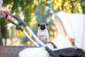 Close-up of a girl in a park with a baby white stroller in the park. Royalty Free Stock Photo