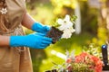 Close-up of a girl`s hand transplanting flowers in the garden. Transplanting seedlings into new pots in the spring. Care of plant
