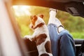 Close-up of the girl`s legs sticking out of the car window, next to the window looks out a dog. A trip, a walk, a trip. Friend, Royalty Free Stock Photo