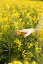 Close-up of a girl`s palm touching yellow spring flowers in a rapeseed field on a sunny day. Selective focus. Copy space.