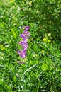 Gladiolus italicus Royalty Free Stock Photo