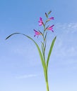 Gladiolus italicus Royalty Free Stock Photo