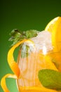 Close-up of glass of fresh orange juice Royalty Free Stock Photo