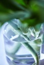 Close-up of glass vase with water with tulip stems