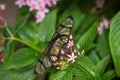 Close up of Glasswing butterfly, Greta oto Royalty Free Stock Photo