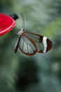 Close-up of a Glasswing butterfly (Greta oto) perched on a red bird feeder