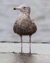 Close up of Glaucous Gull Larus hyperboreus Royalty Free Stock Photo