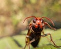 Macro photography of a asian hornet head in nature