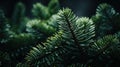 Close-up of glistening pine needles with water droplets, showcasing nature\'s intricate details. Royalty Free Stock Photo