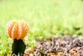 Close up of globe shaped cactus with long thorns