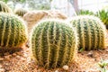 Close up of globe shaped cactus with long thorns