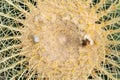 Close up of globe shaped cactus with long thorns, cactus succulent plant