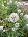 Close-up of a Globe Thistle Bloom Royalty Free Stock Photo