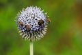 Globe Thistle Echinops flower with bees