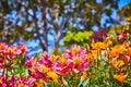 Close of up glorious sunny day with pink and orange flowers with blurry trees and brilliant blue sky