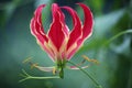 Close Up of a Glory Lily Using Selective Focus and a Blurred Background Royalty Free Stock Photo