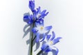 Glory-of-the-snow flowers Chionodoxa luciliae. Blue spring flowers in bloom in the form of colorful stars. Royalty Free Stock Photo