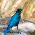 Close-up glossy cape starling lamprotornis nitens Royalty Free Stock Photo