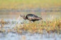 Close up of Glossy Ibis bird in the wetlands Royalty Free Stock Photo