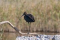 Close up of Glossy Ibis Plegadis falcinellus