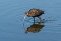 Close up of Glossy Ibis Plegadis falcinellus