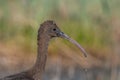 Close up of Glossy Ibis Plegadis falcinellus