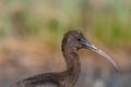 Close up of Glossy Ibis Plegadis falcinellus