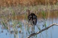 Close up of Glossy Ibis Plegadis falcinellus