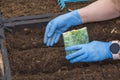 Close up of gloved female hands planting dill seeds from paper bag into ground in garden bed.