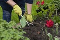Close up gloved gardener`s hand loosens fertile soil with culti-hoe planting