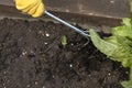 Close up gloved gardener`s hand loosens soil with culti-hoe planting seedlings Royalty Free Stock Photo